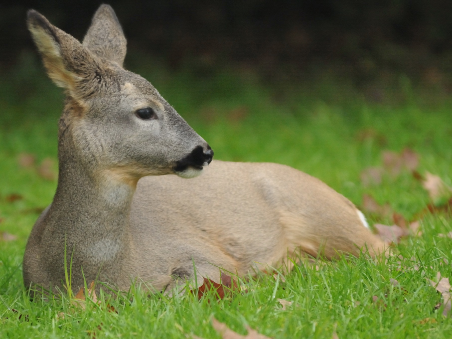 capriolo capreolus capreolus capriolo capreolus capreolus
