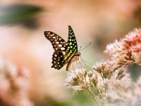 In agosto nuove schiuse di farfalle nella voliera