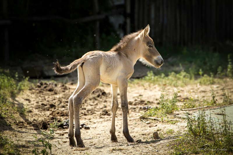 Prima nascita in italia: un puledro di cavallo di Przewalskij
